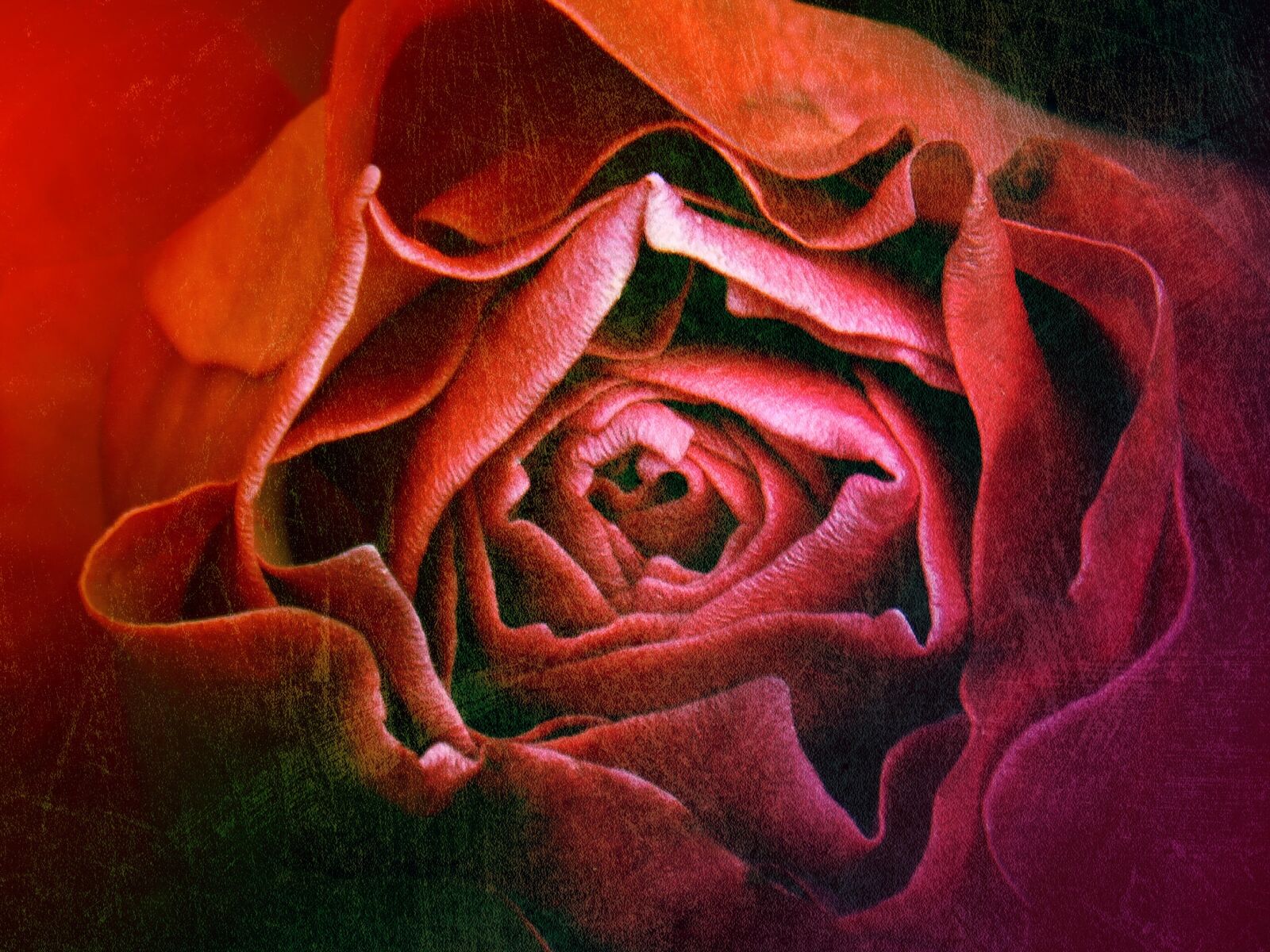 Panasonic DMC-FZ62 sample photo. Rosa, vintage, grunge photography