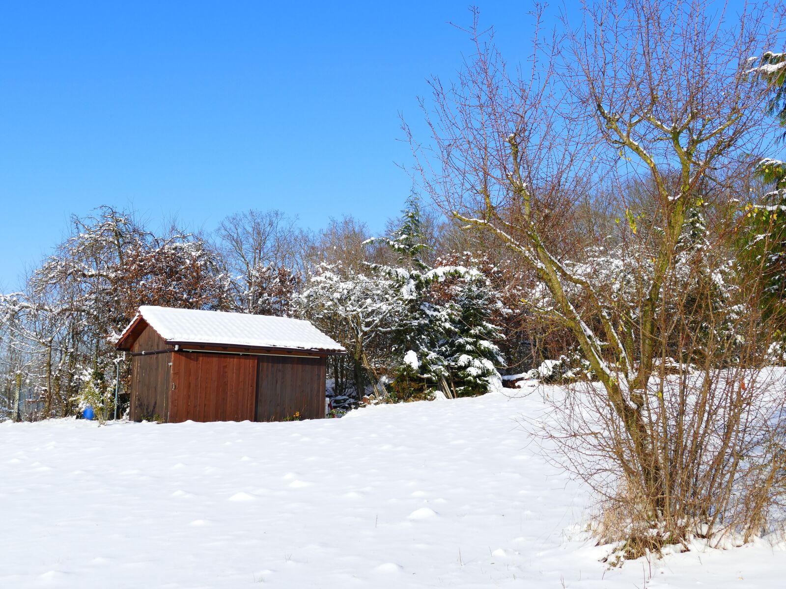 Panasonic Lumix DMC-FZ1000 sample photo. Winter, snow, wintry photography