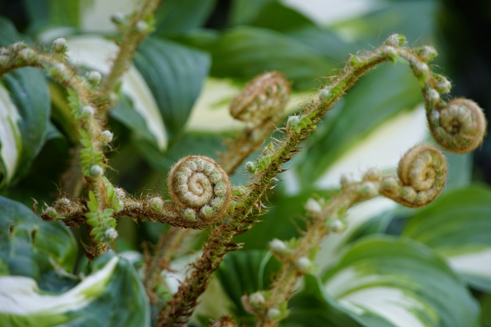Sony a7R II + Sony E PZ 18-105mm F4 G OSS sample photo. Fern, growing, green photography
