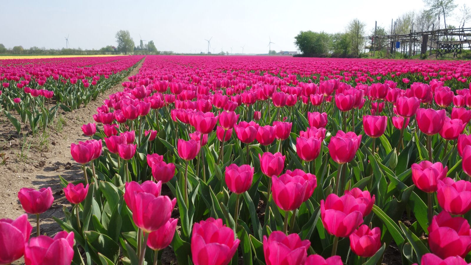 Sony Cyber-shot DSC-RX100 sample photo. Tulips, bulbs, tulip photography
