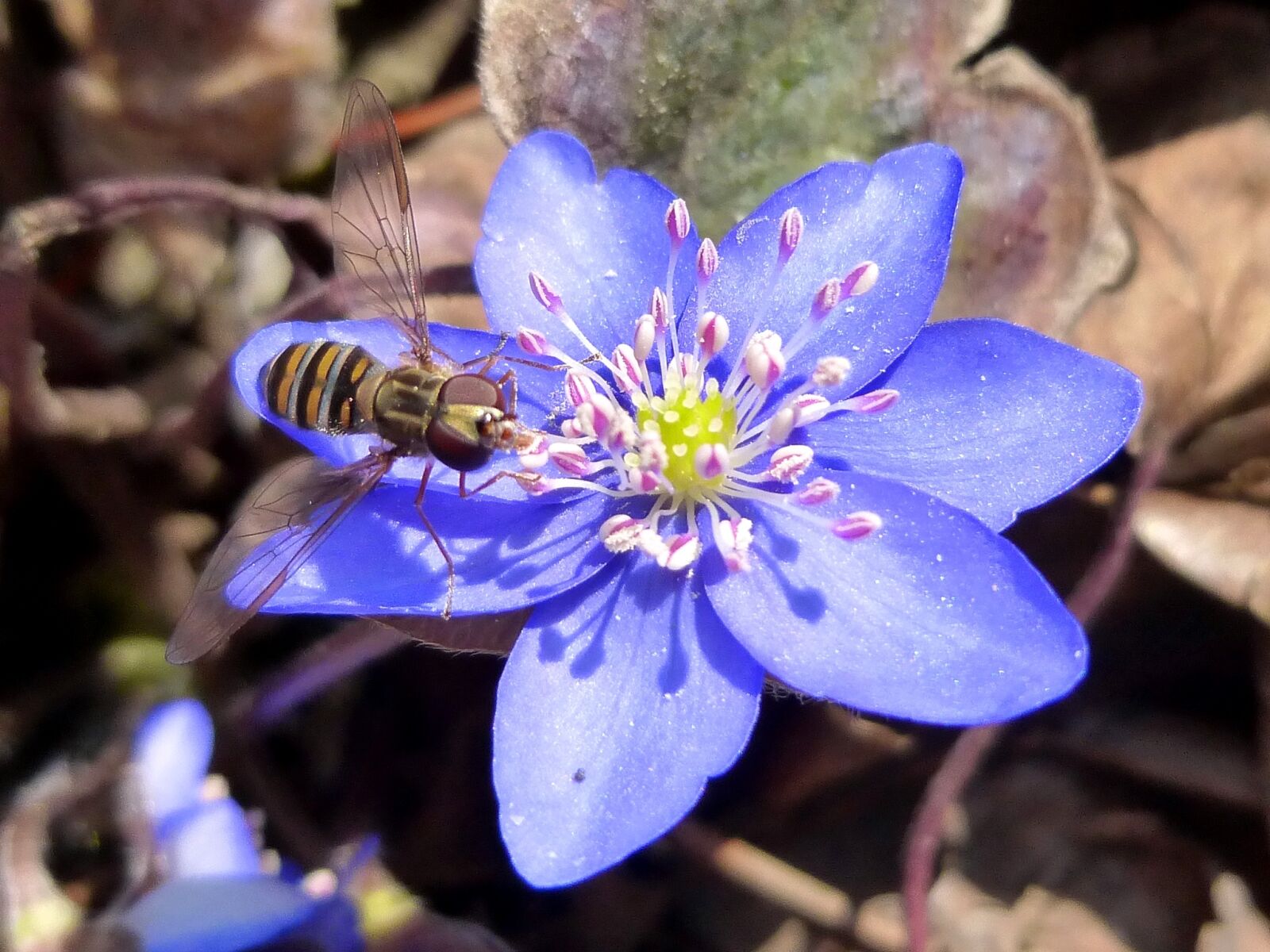 Panasonic DMC-SZ9 sample photo. Alaus, blue flower, flower photography