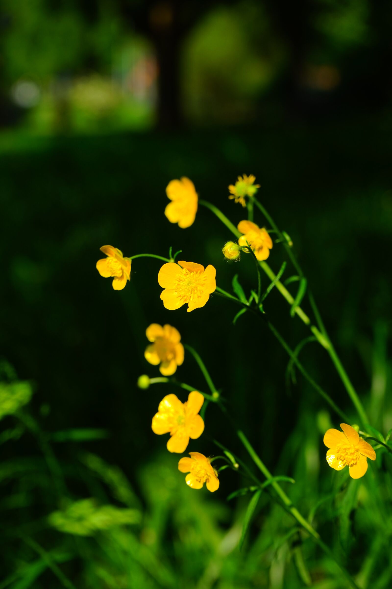 Sony a7 sample photo. Buttercup, pointed flower, flowers photography