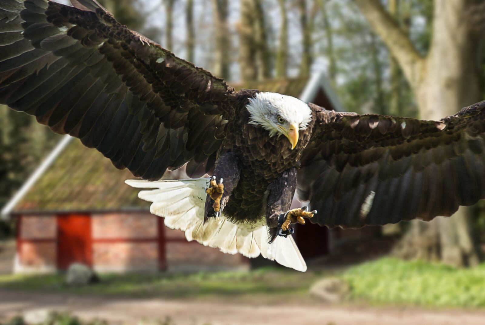Canon EOS 550D (EOS Rebel T2i / EOS Kiss X4) sample photo. Eagle, bird of prey photography