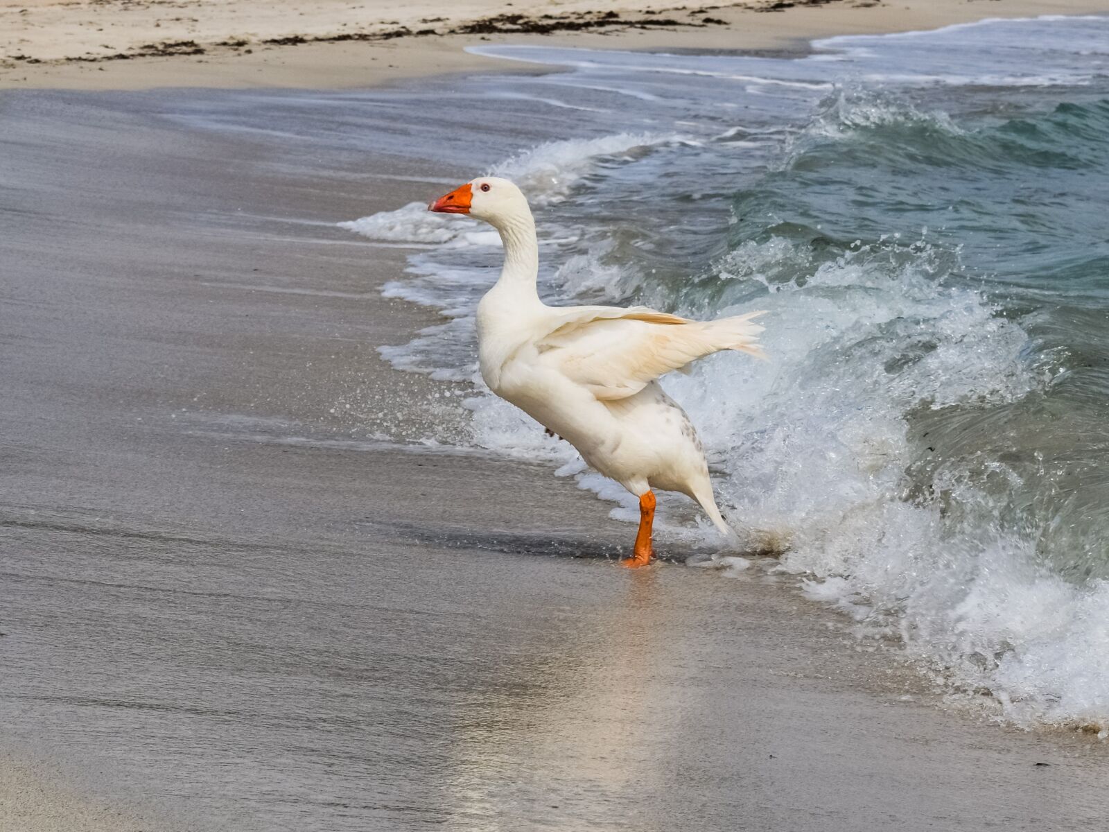 Nikon D3300 sample photo. Goose, swimming, sea photography
