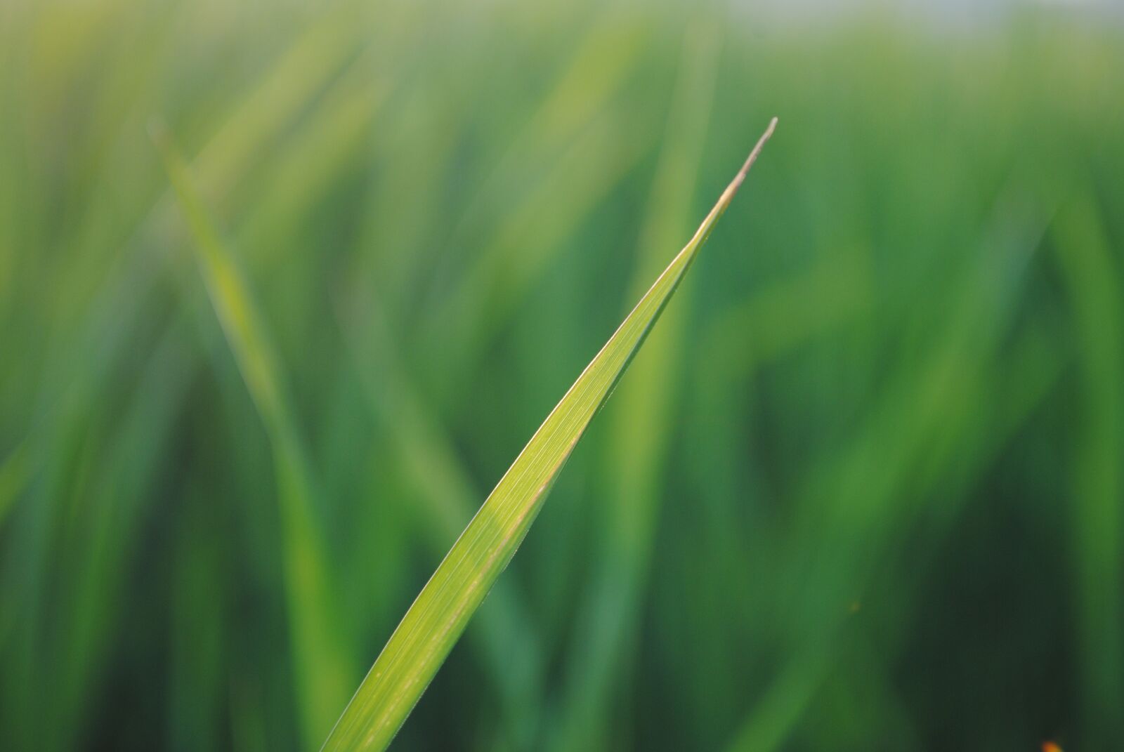 Nikon D3000 sample photo. Grass, herb, green photography