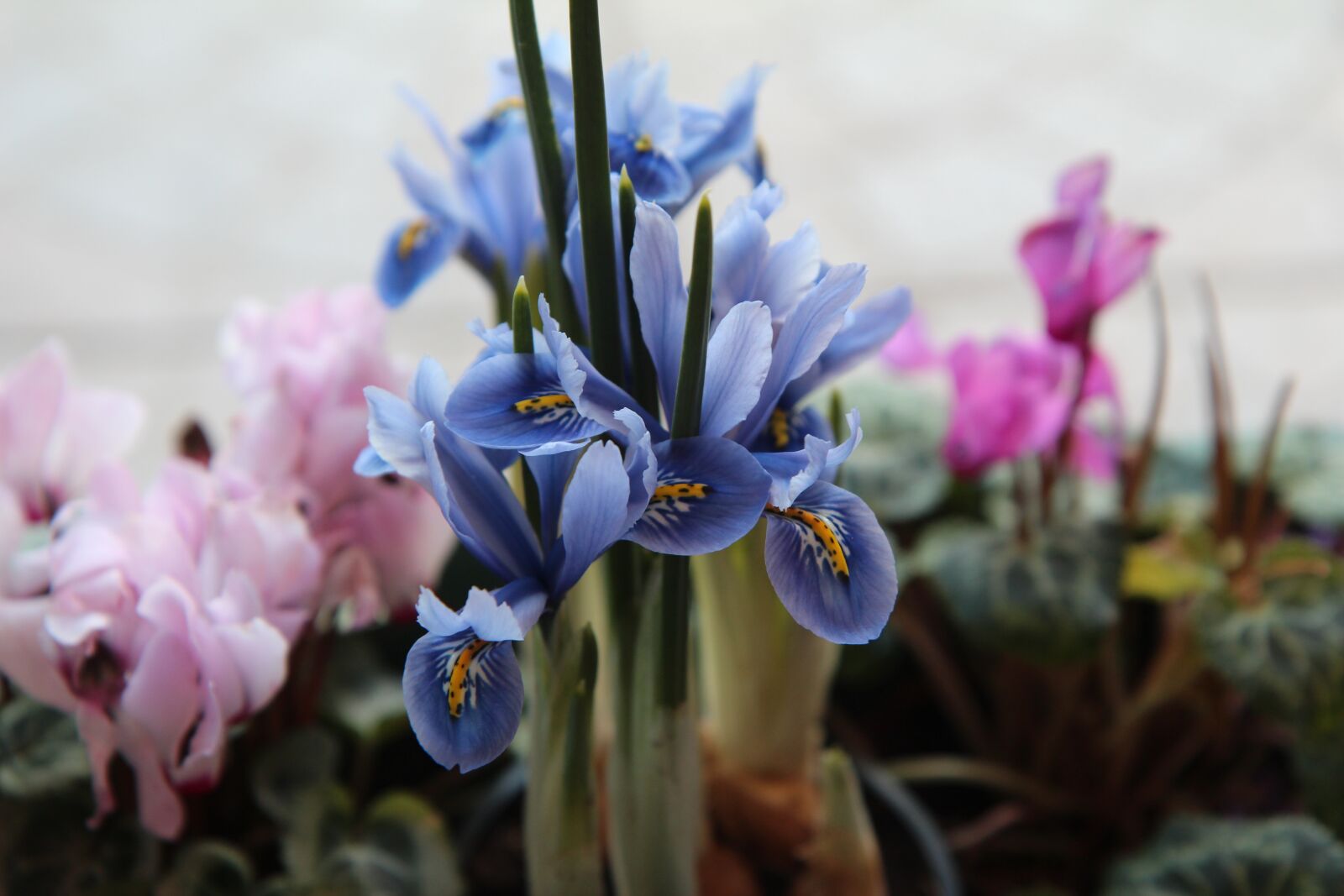 Canon EOS 600D (Rebel EOS T3i / EOS Kiss X5) sample photo. Iris, flowers, flowering photography