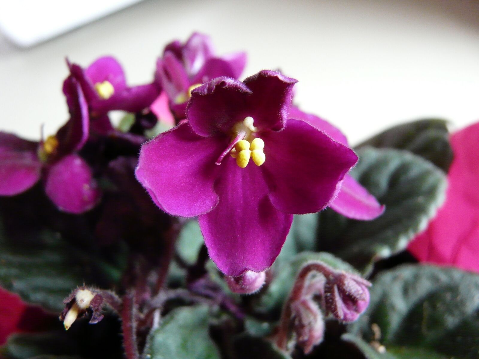 Panasonic DMC-FZ18 sample photo. African, violet, flower, fuchsia photography