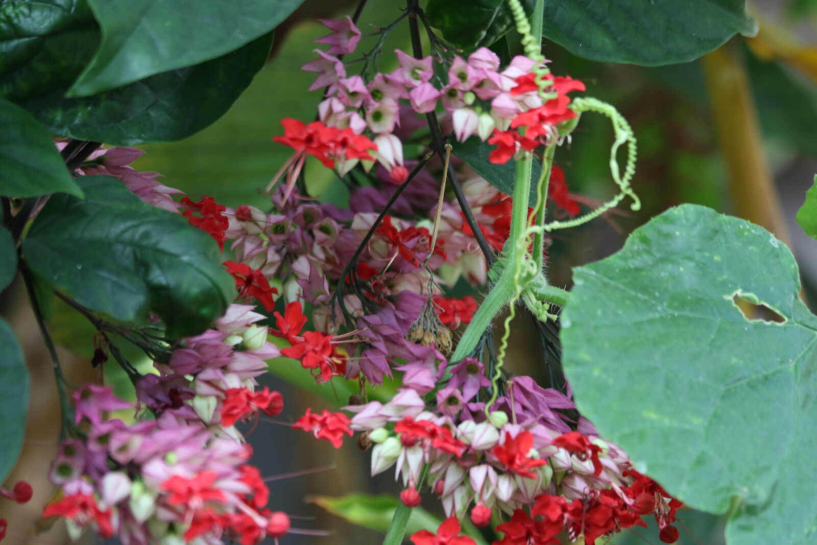 Canon EOS 7D Mark II sample photo. Flowers, garden, grow, leaves photography