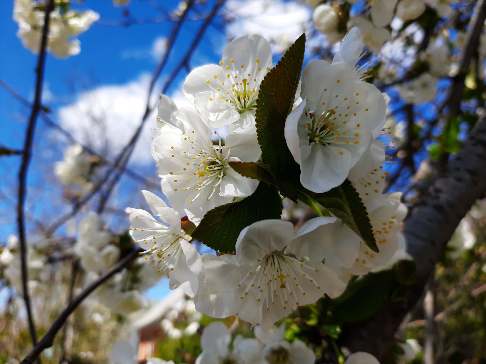 Samsung Galaxy A50 sample photo. Spring, flowers, sky photography
