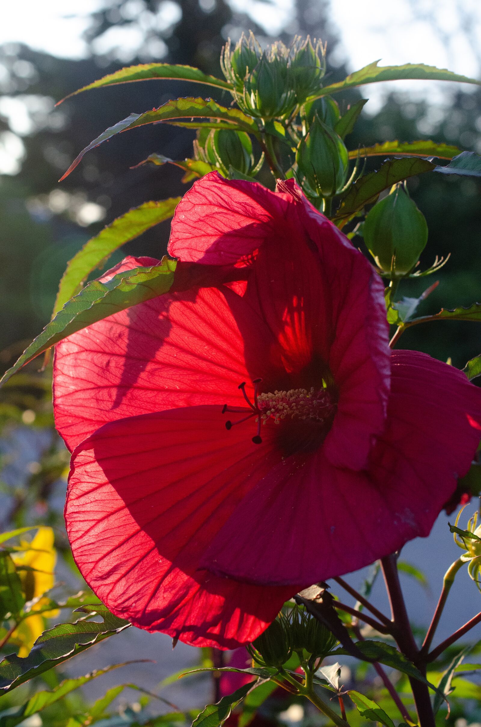 Nikon D7000 sample photo. Hibiscus, red flower, garden photography