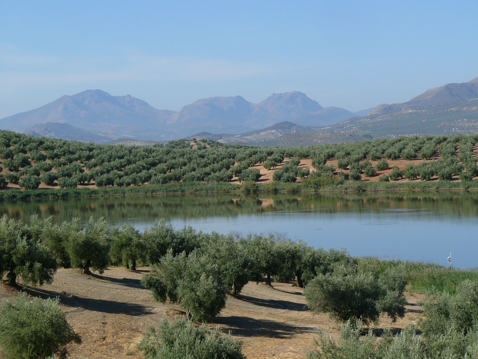 Panasonic DMC-FZ10 sample photo. Field, olive trees, lake photography