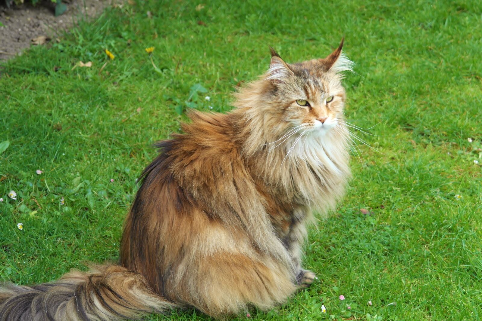 Samsung NX20 sample photo. Cat, siberian forest cat photography