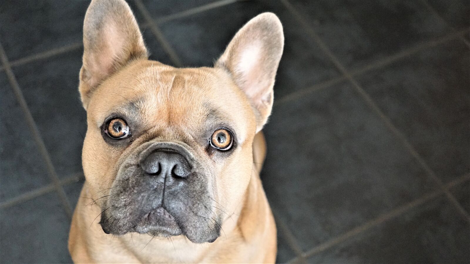 Sony E 30mm F3.5 Macro sample photo. French bulldog, dog, face photography