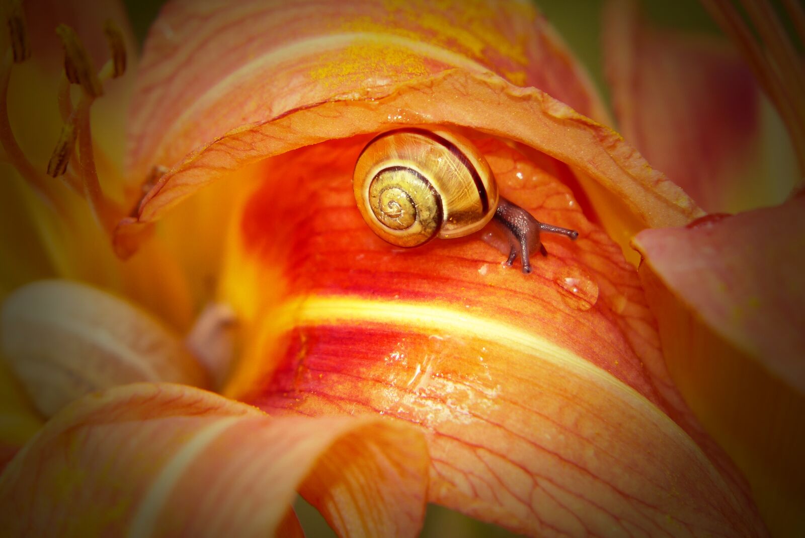 Panasonic Lumix DMC-FZ200 sample photo. Wst yk huntsman, molluscum photography