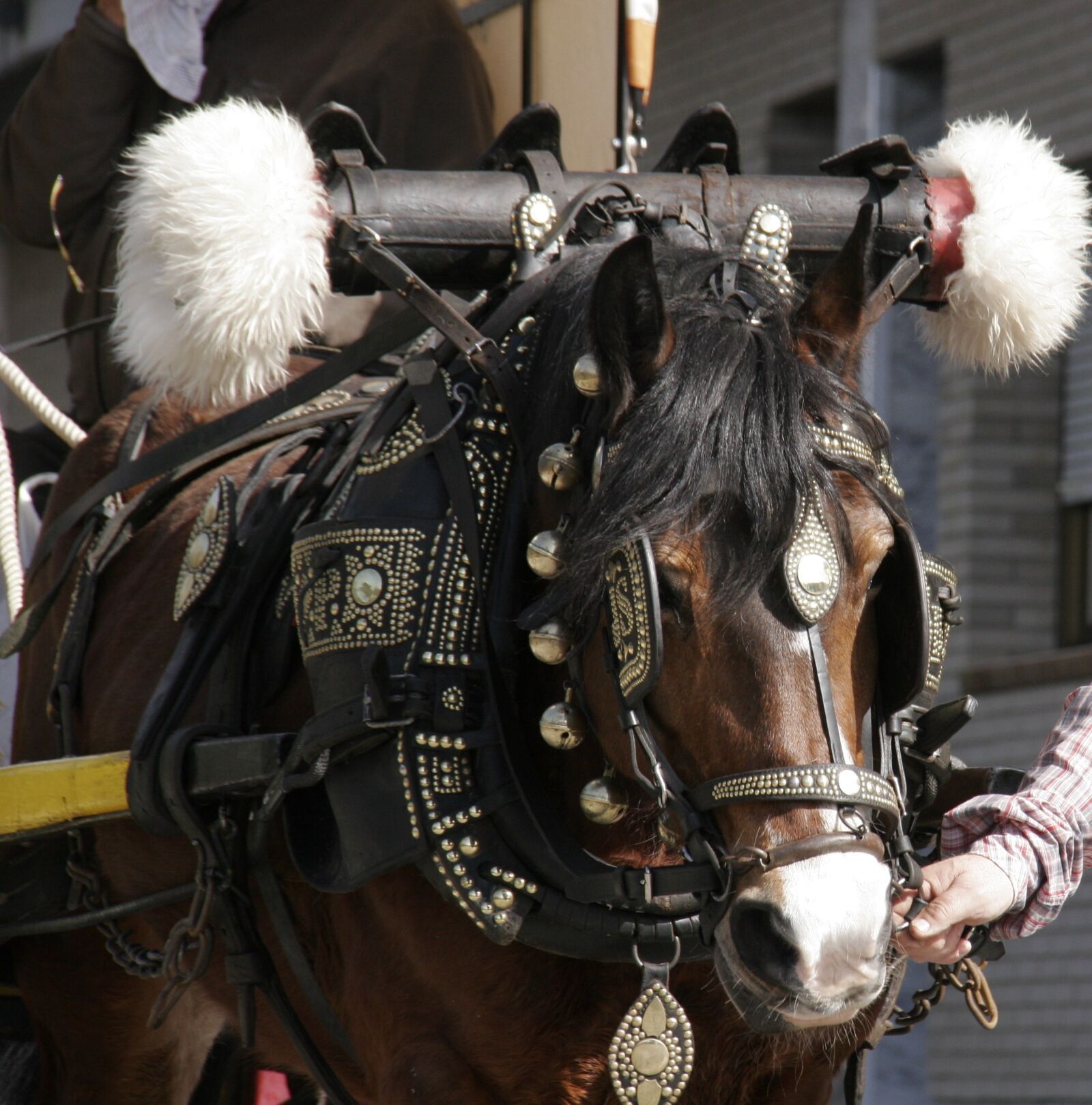 Canon EOS 20D sample photo. Horse, flanges, animals photography
