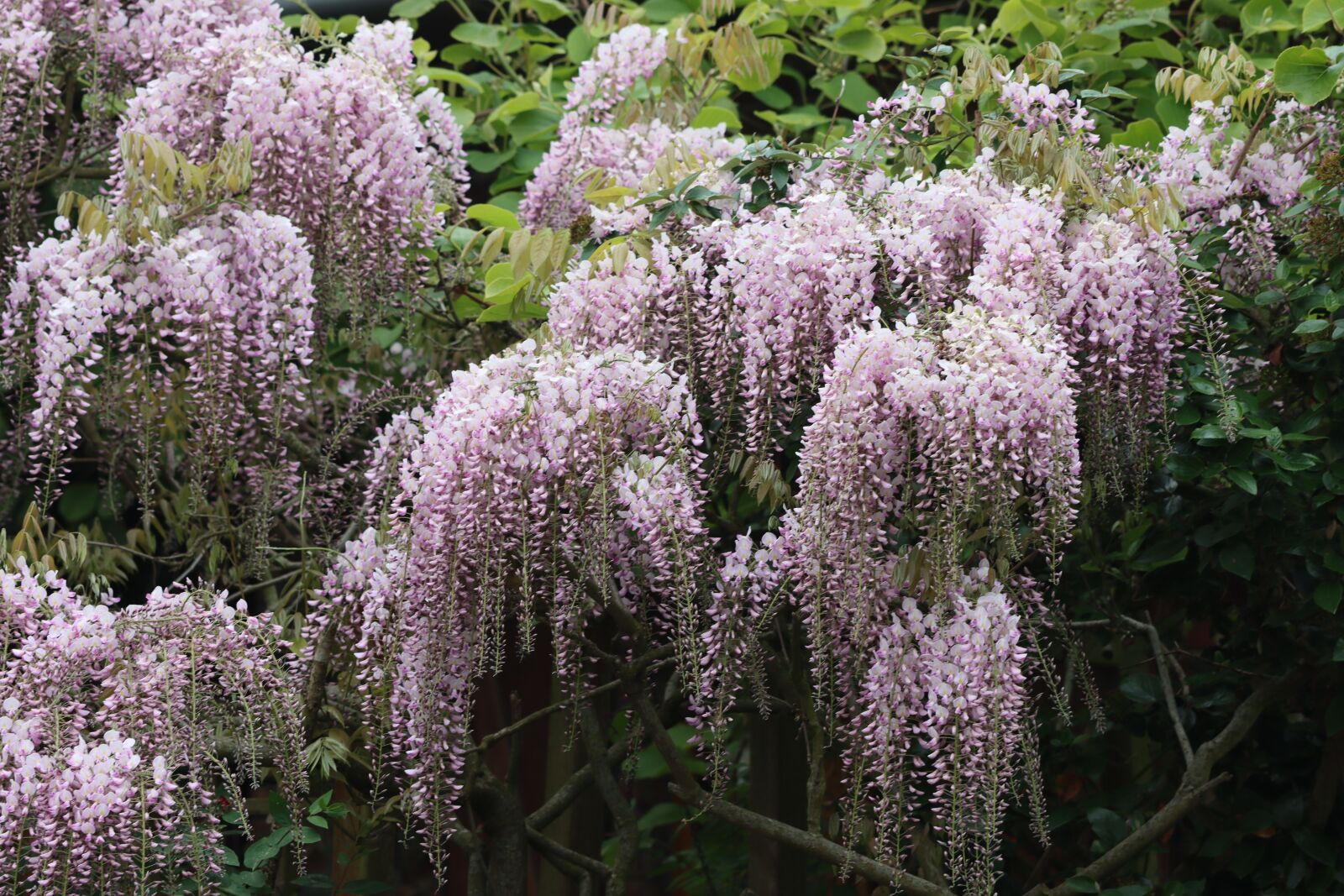 Canon EOS 90D sample photo. Glycine, climbing, flower photography