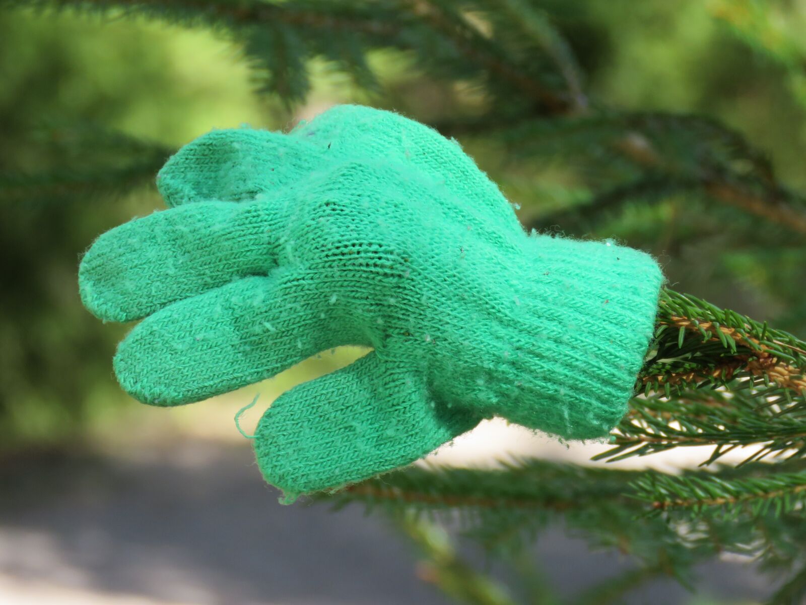 Canon PowerShot SX60 HS sample photo. Green, mitten, gran photography