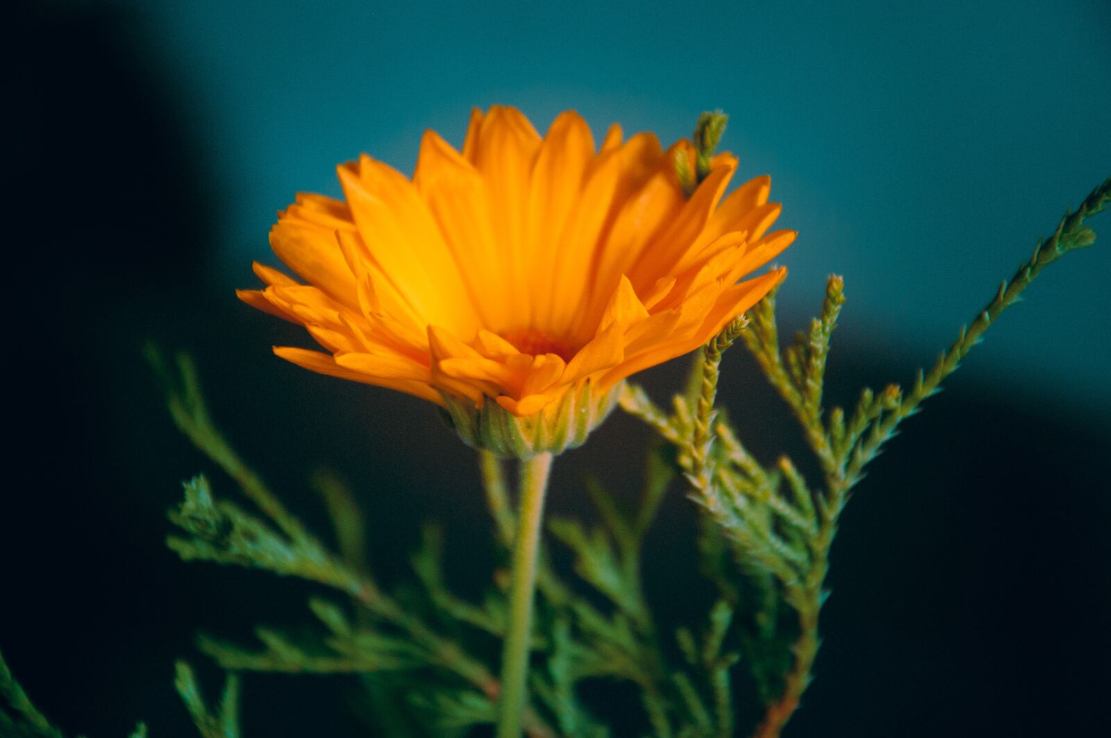 Nikon D40 sample photo. Flower, close up, branches photography