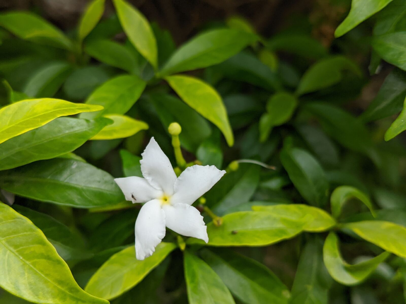 Google Pixel 2 XL sample photo. Flower, green, white photography