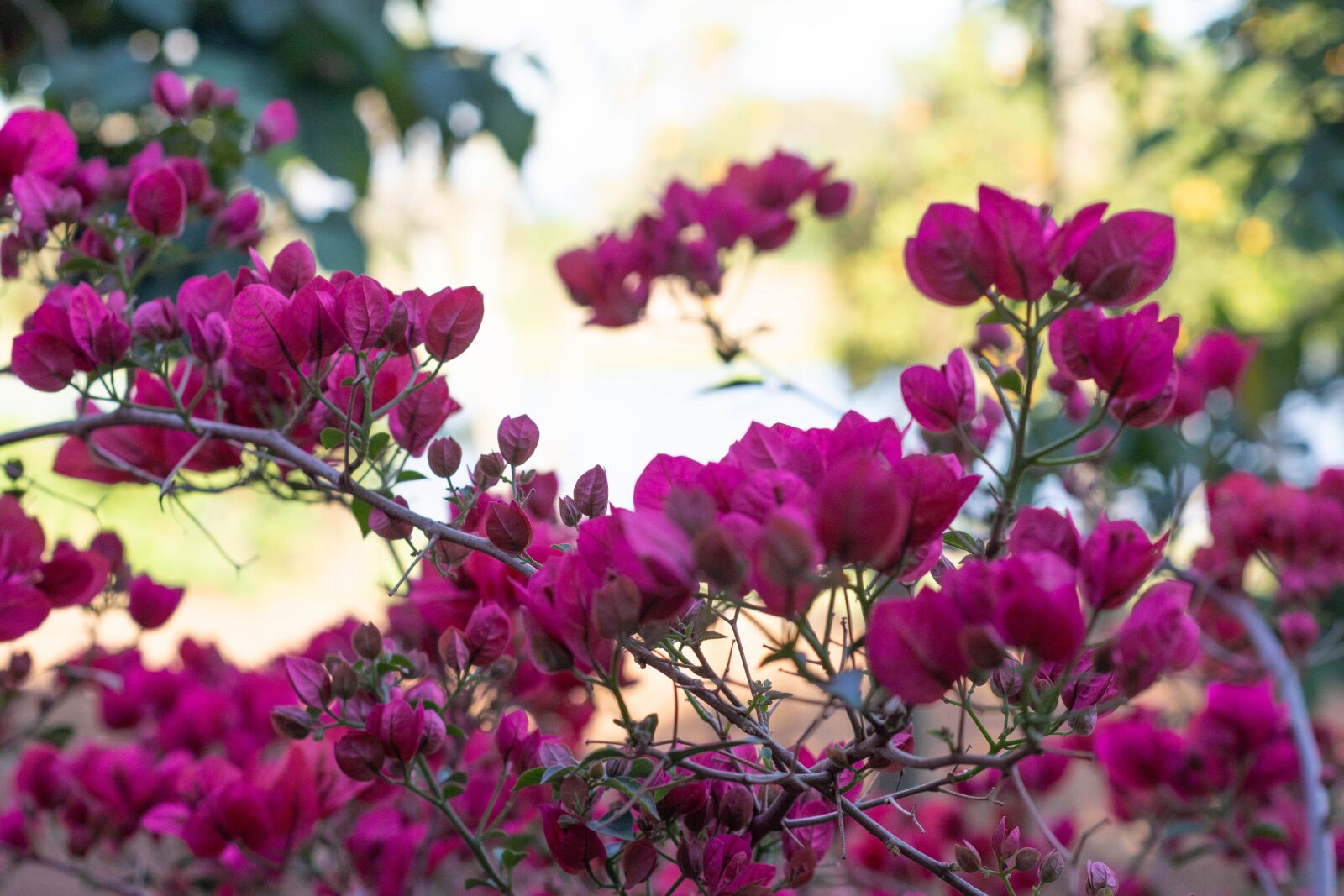Nikon D7200 sample photo. Flower, garden, botanic photography