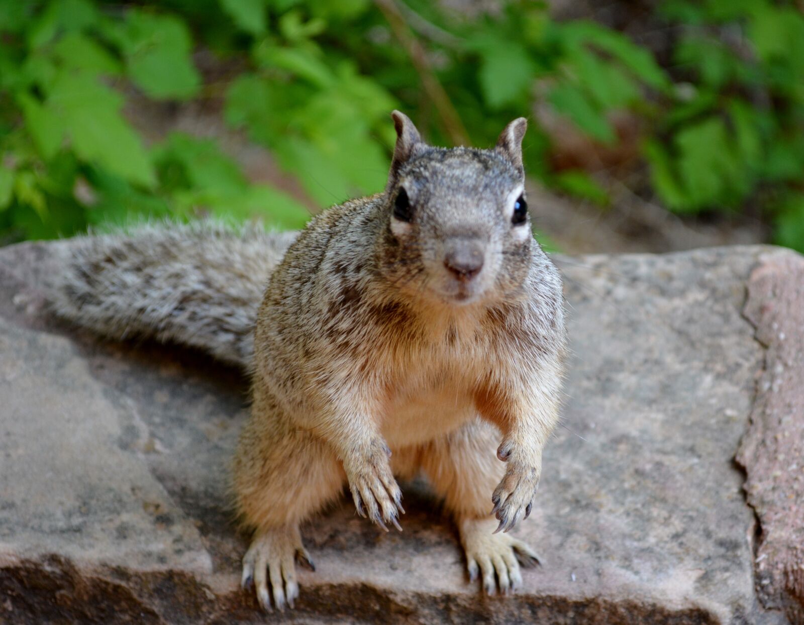 Nikon D5200 sample photo. Squirrel, animal, nature photography