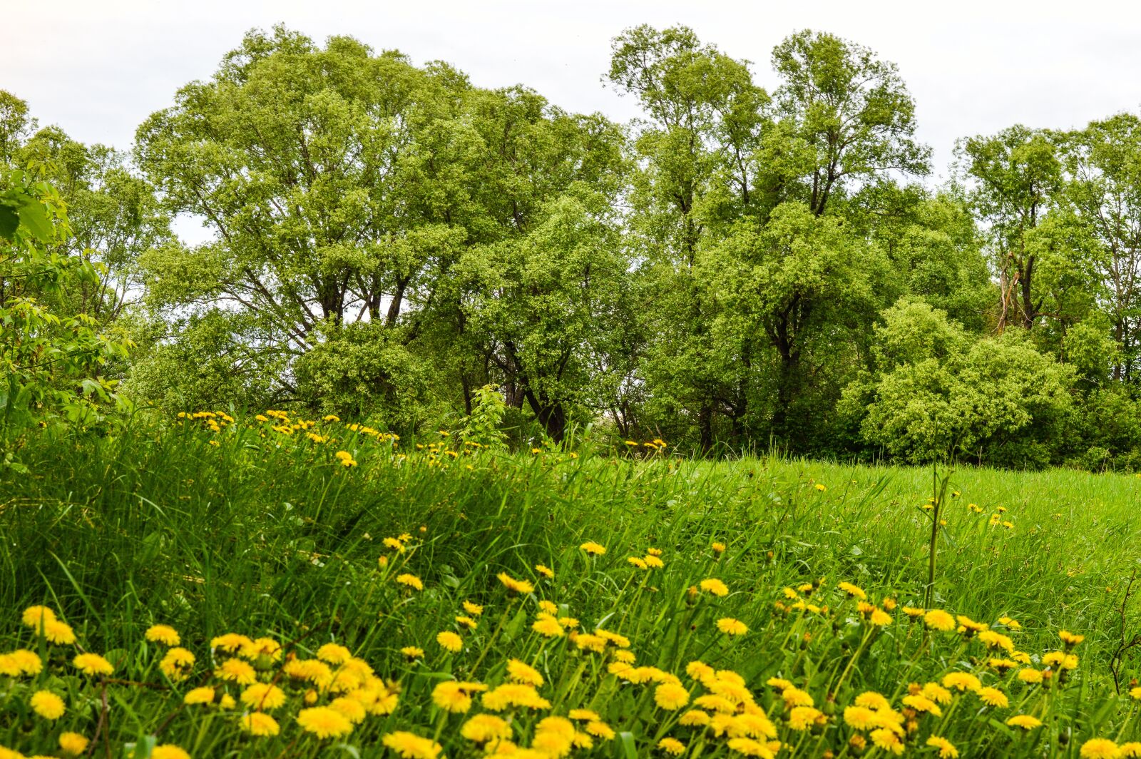 Nikon D3200 sample photo. Grass, meadow, field photography