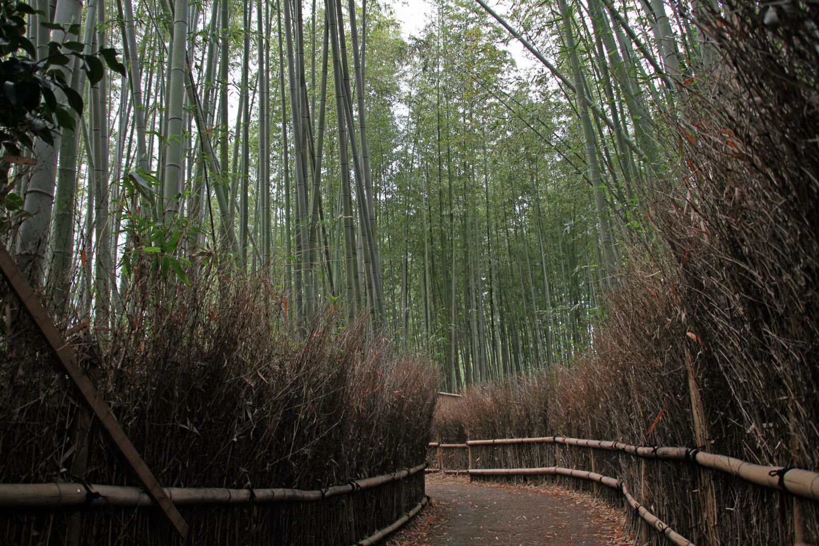 Canon EOS 7D sample photo. Bamboo, forest, natural photography