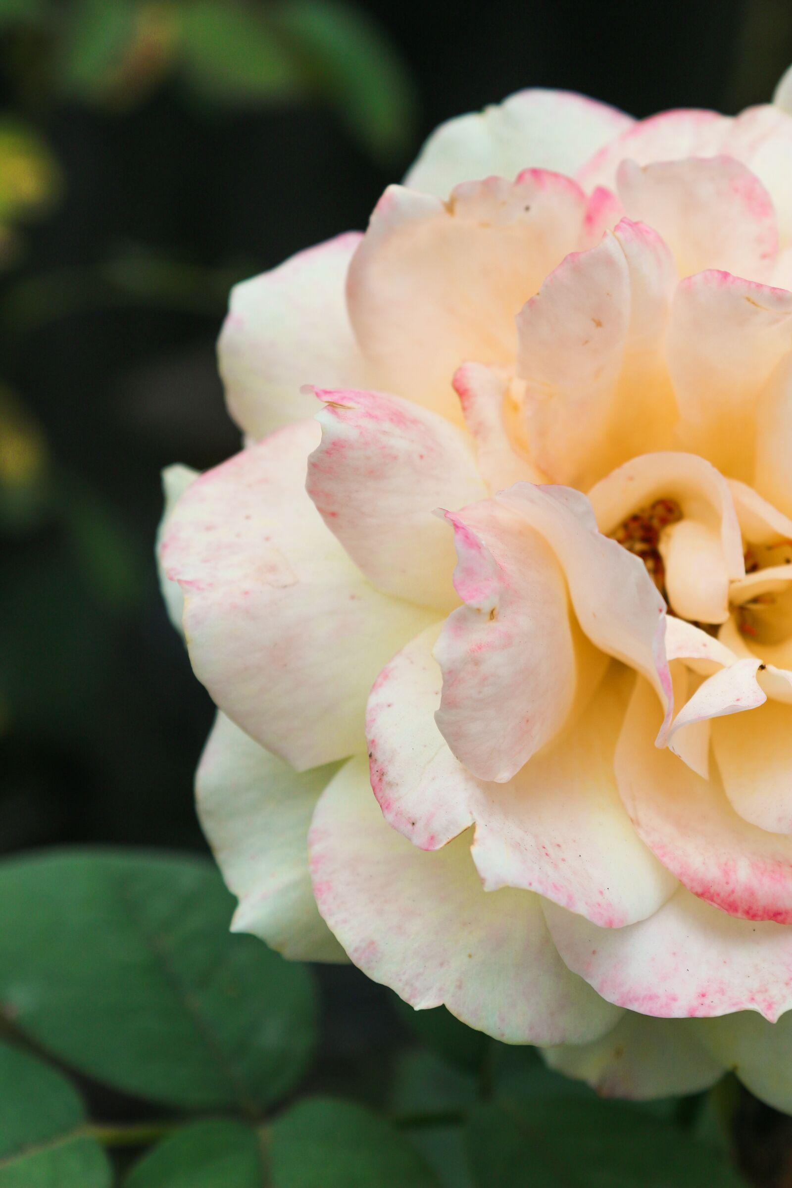 Canon EOS 100D (EOS Rebel SL1 / EOS Kiss X7) sample photo. Rose, petals, flower photography