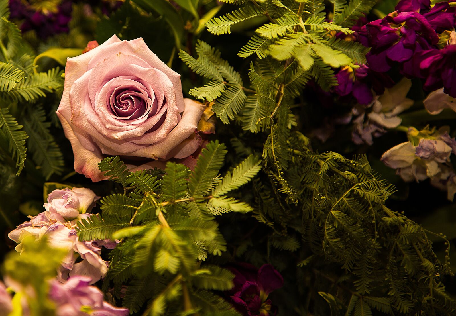 Canon EOS 6D + Canon EF 24-105mm F4L IS USM sample photo. Rose, flower, floral photography
