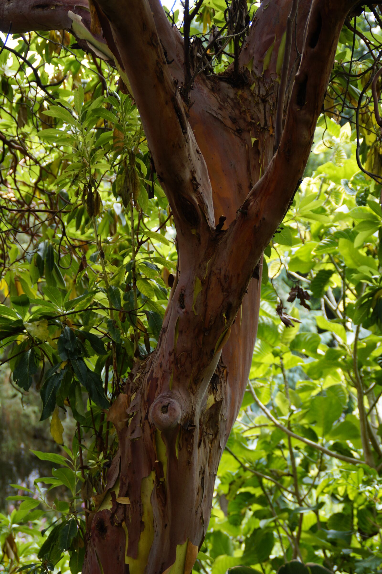 Sony SLT-A58 sample photo. Arbutus canariensis, tree, canary photography
