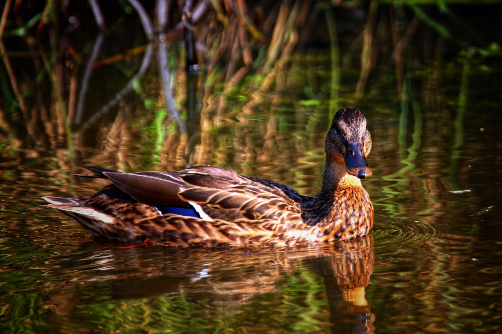 Canon EOS 200D (EOS Rebel SL2 / EOS Kiss X9) sample photo. Duck, nature, summer photography