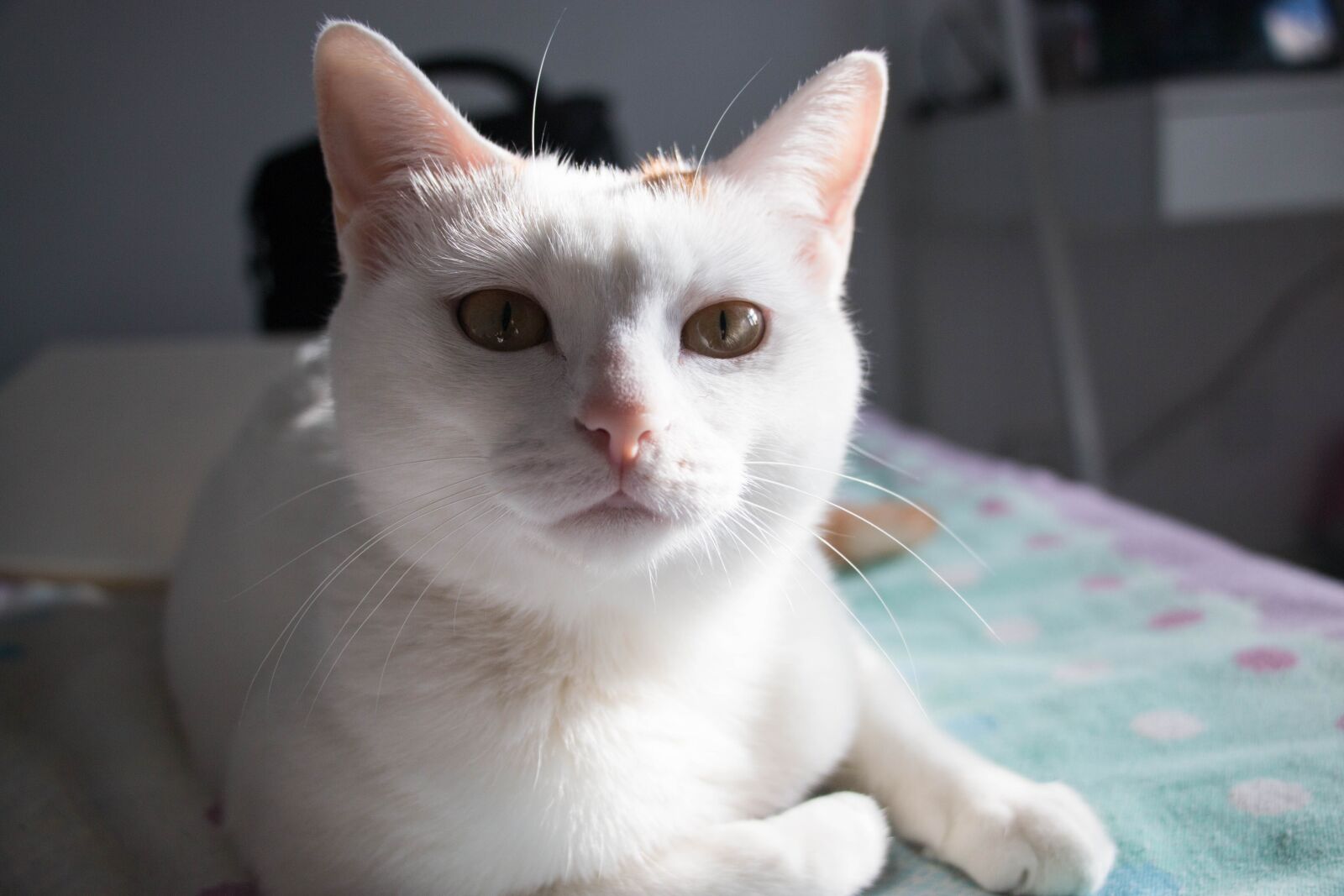 Canon EOS 70D sample photo. Cat, white cat, bed photography