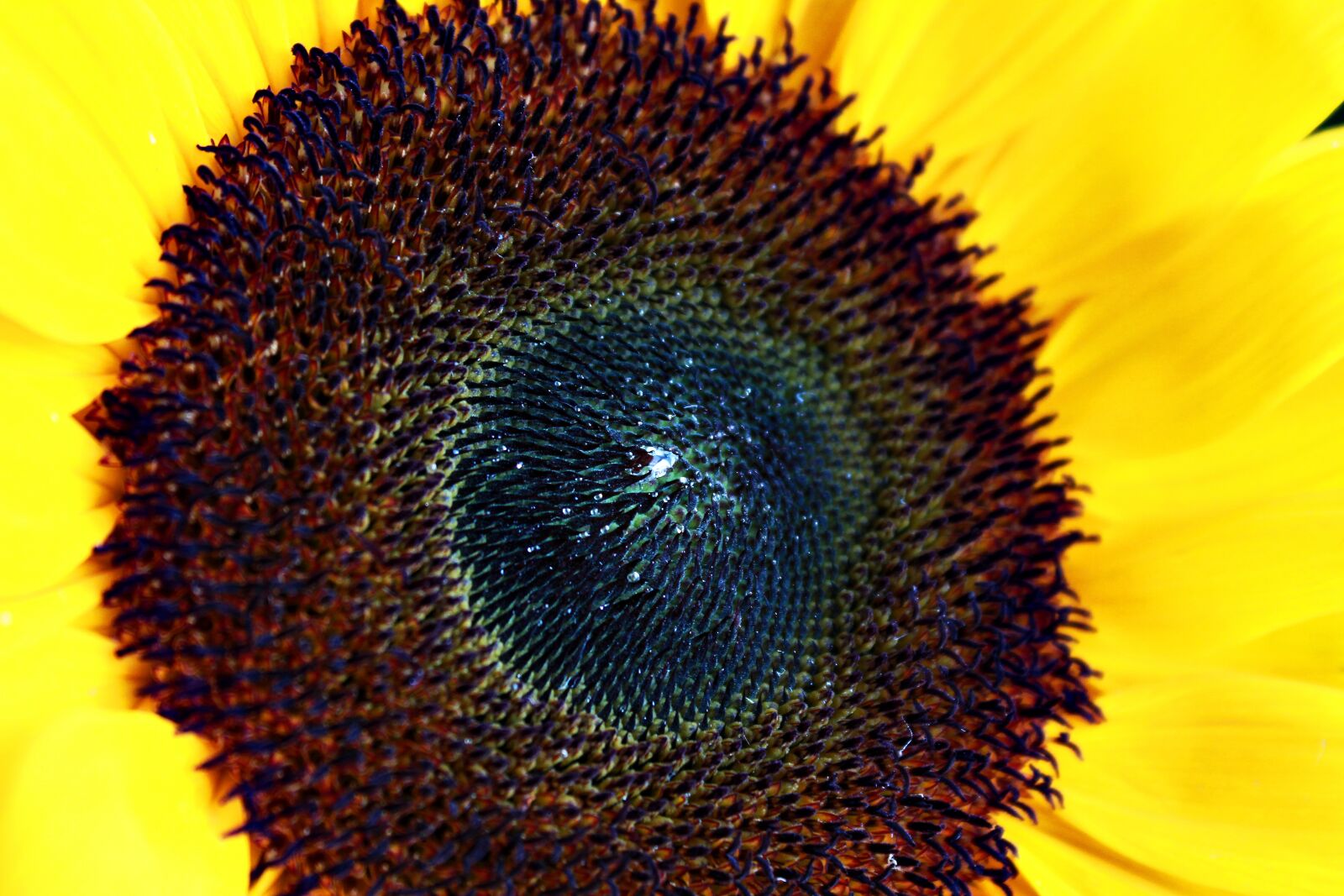 Canon EOS 550D (EOS Rebel T2i / EOS Kiss X4) sample photo. Sunflower, nature, yellow photography