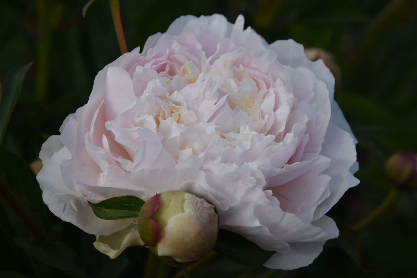 Nikon D7200 sample photo. Peony, white, flower photography