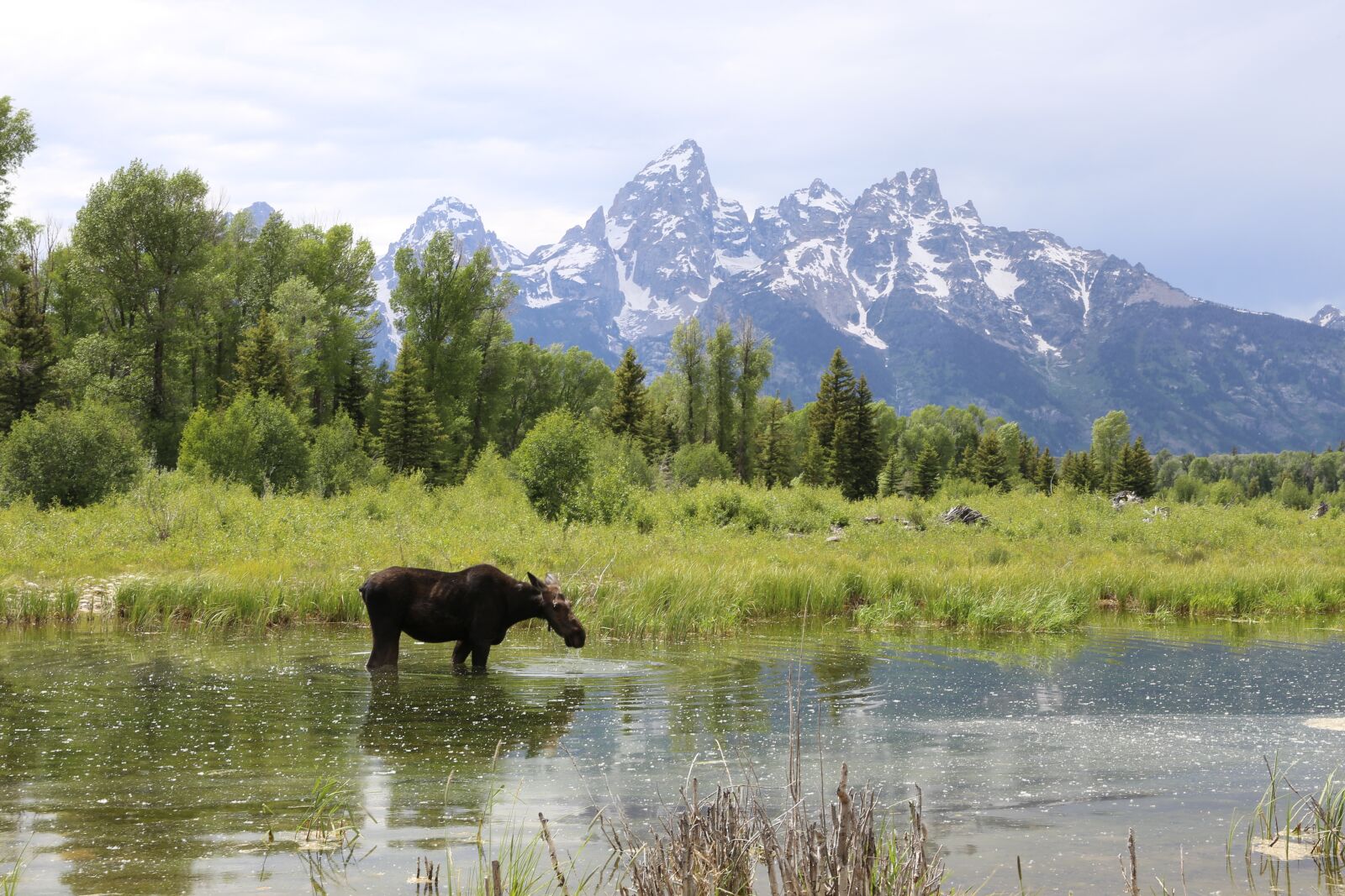 Canon EF 24-70mm F2.8L II USM sample photo. Grand teton, national park photography
