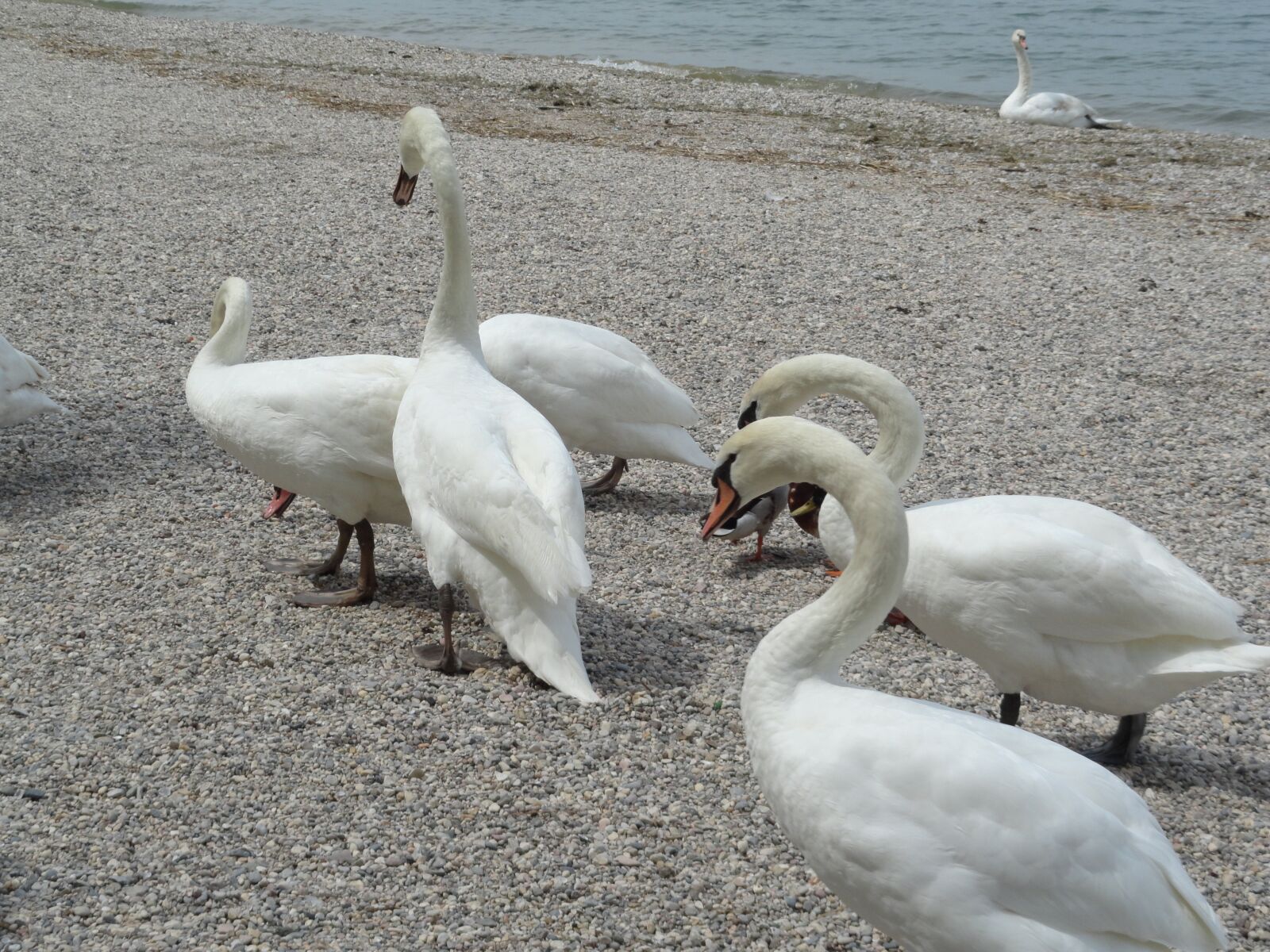 Sony Cyber-shot DSC-H70 sample photo. Swans, lake, garda photography
