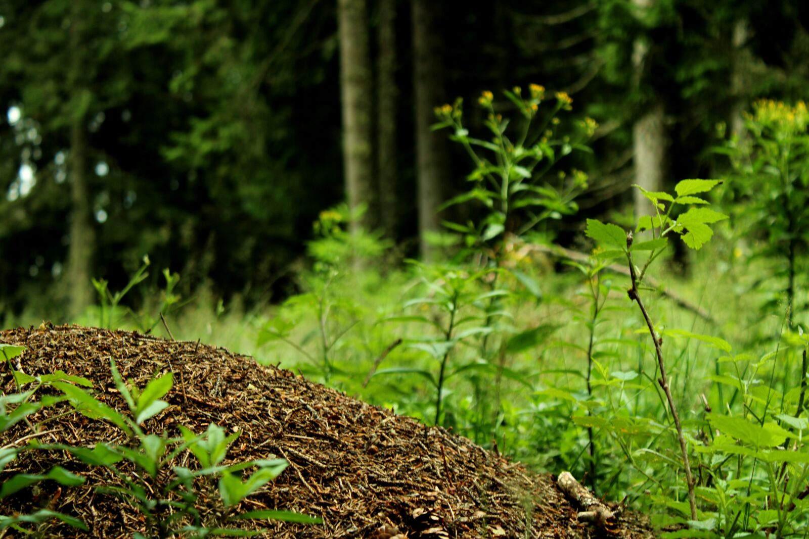 Canon EOS 2000D (EOS Rebel T7 / EOS Kiss X90 / EOS 1500D) sample photo. Ants, pile, forest photography