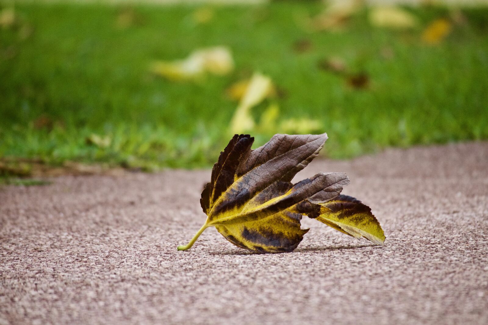 Canon EOS M sample photo. Leaf, winter, autumn photography