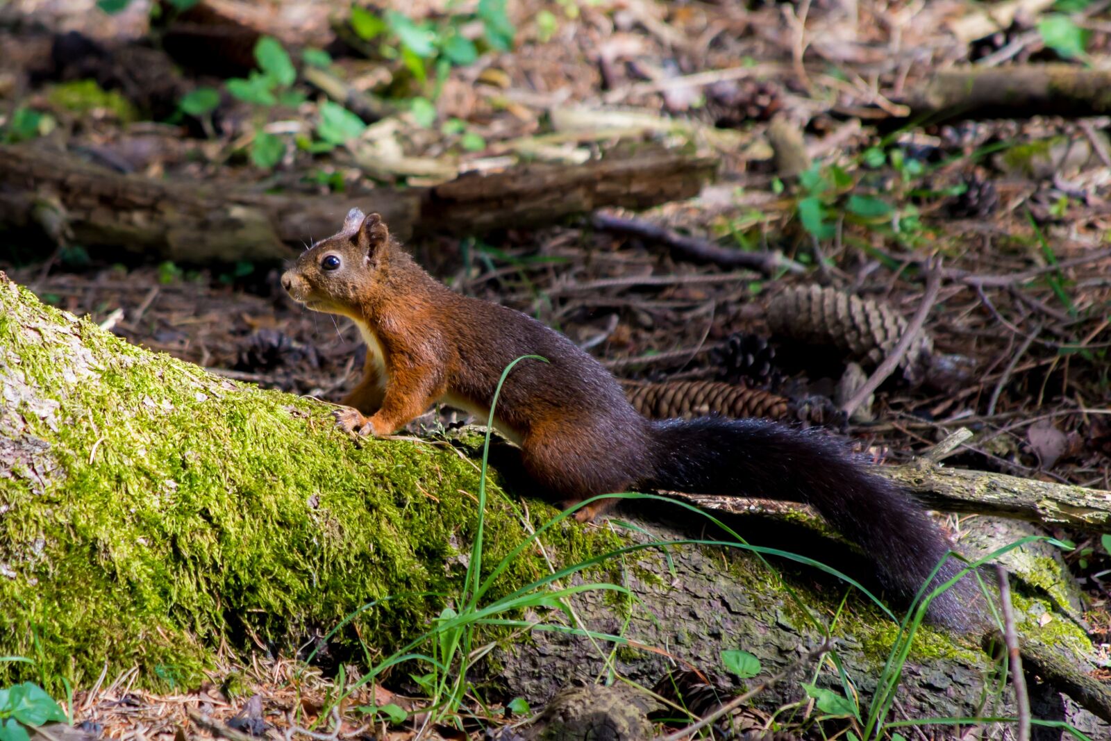 Canon EOS 6D + Canon EF 70-300mm F4-5.6 IS USM sample photo. Squirrel, nature, forest photography