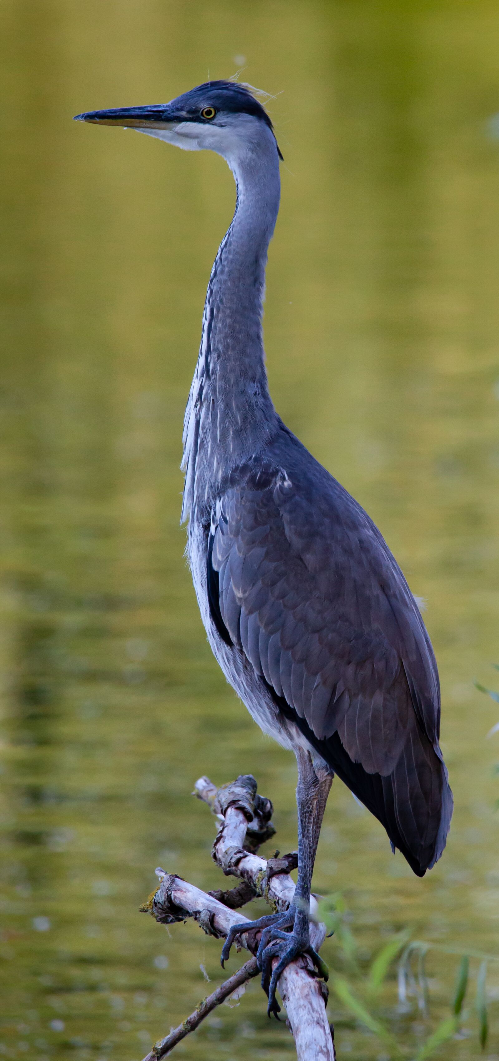 150-600mm F5-6.3 DG OS HSM | Contemporary 015 sample photo. Juvenile heron, waiting, blue photography