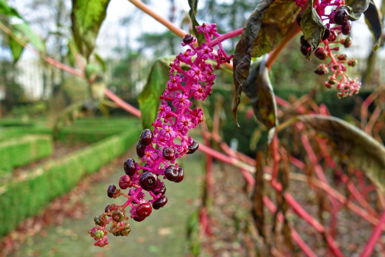 Sony Cyber-shot DSC-RX100 sample photo. Pokeweed, pokeberries, phytolacca americana photography