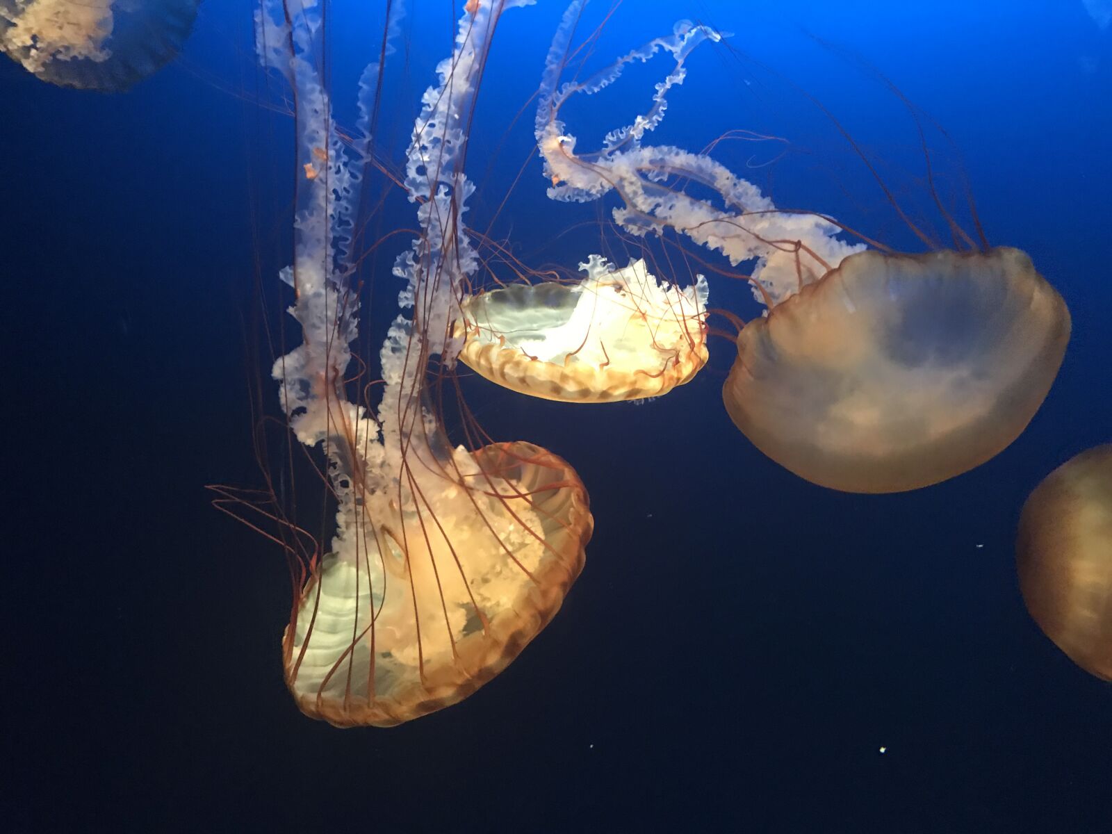 iPhone 7 Plus back dual camera 3.99mm f/1.8 sample photo. Jellyfish, ocean, water photography
