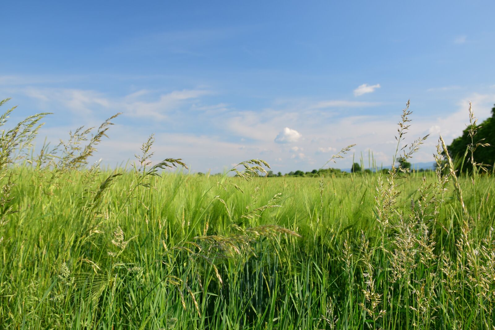 Nikon D5300 sample photo. Landscape, field, bluegrass photography