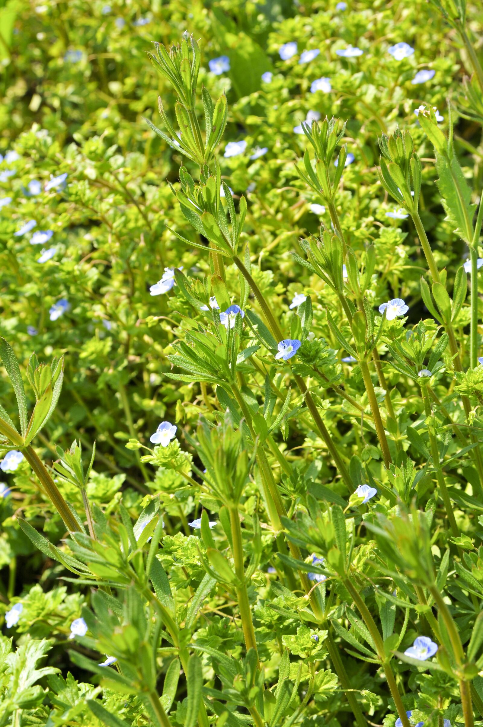 Nikon D300S sample photo. Wild flowers, spring, green photography