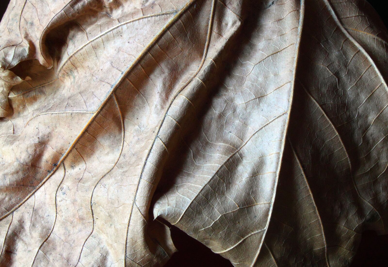 Canon EOS 500D (EOS Rebel T1i / EOS Kiss X3) sample photo. Leaf, dry, nature photography