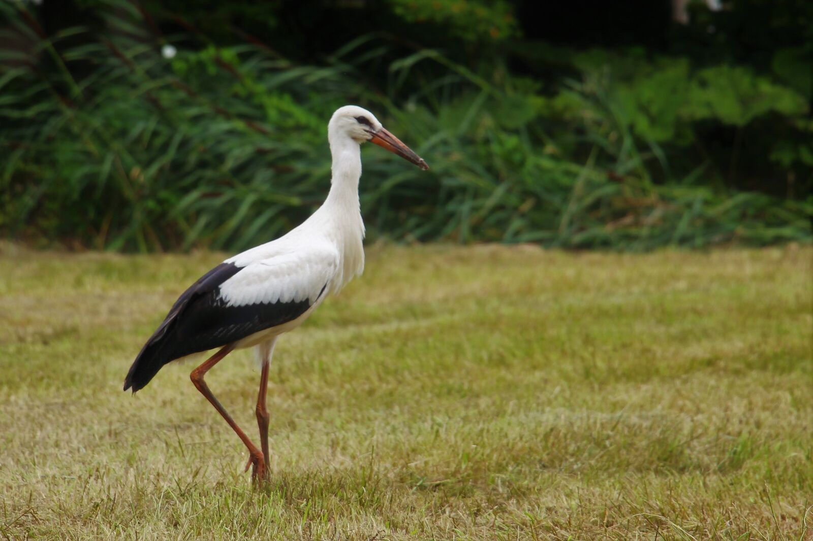 Canon EOS 700D (EOS Rebel T5i / EOS Kiss X7i) sample photo. Stork, eindhoven, gijzenrooi photography