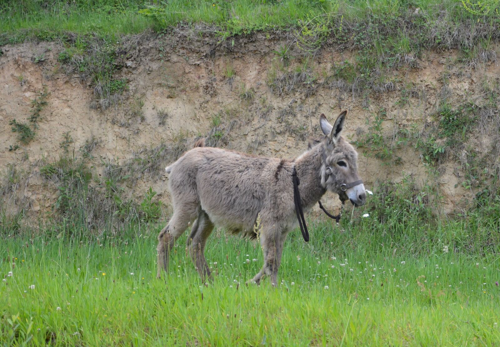 Nikon D5200 sample photo. Colt, donkey, young ass photography
