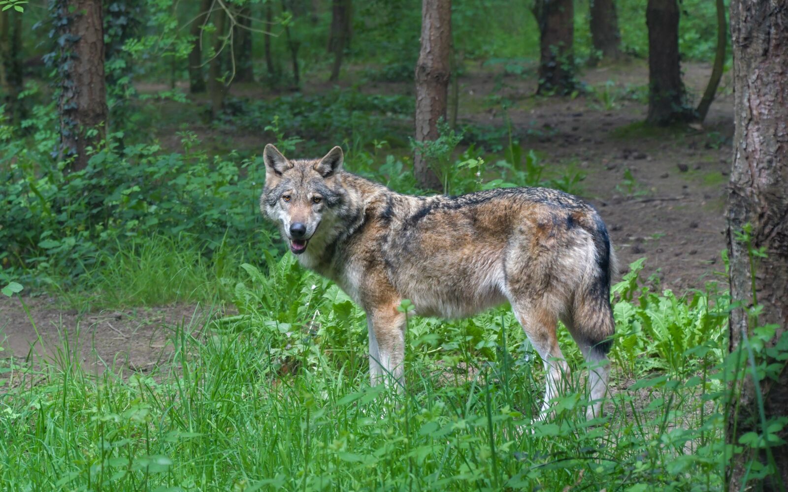 Nikon D500 sample photo. Wolf, predator, grey wolf photography
