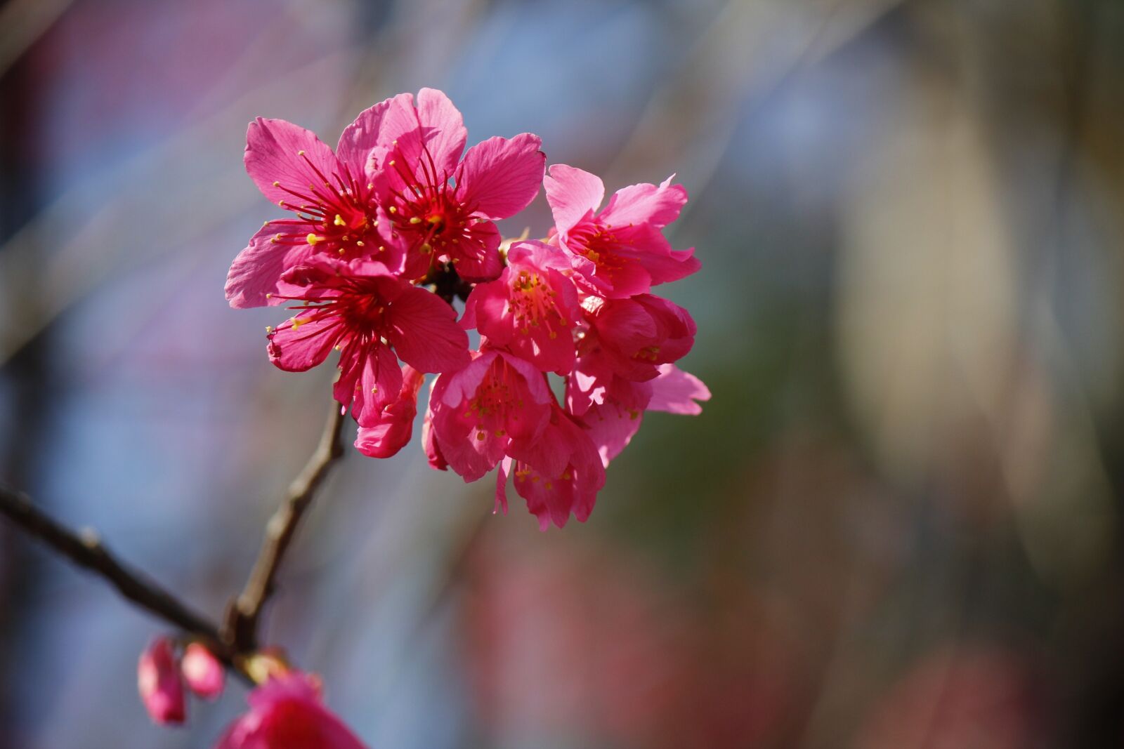 Canon EF-S 55-250mm F4-5.6 IS II sample photo. Wild cherry petals, hua photography