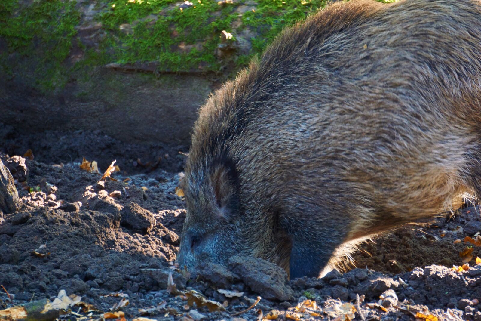 Sony a6000 sample photo. Boar, wild boar, forest photography